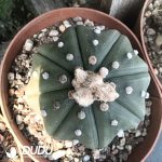 (Rooted Cutting)Astrophytum asterias - Image 2