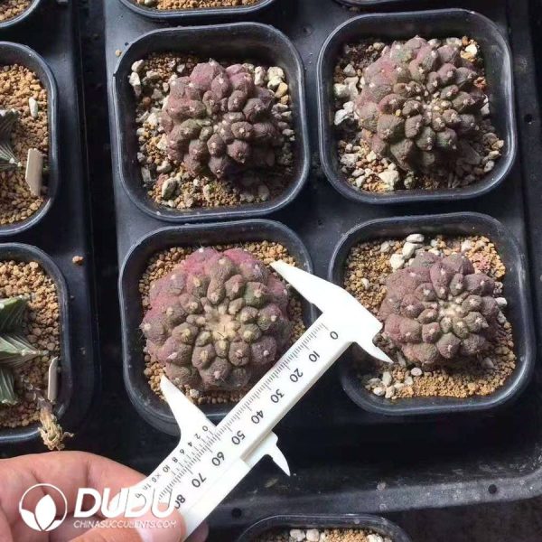 09999D50.jpg (Rooted Cutting)Copiapoa hypogaea - Image 1