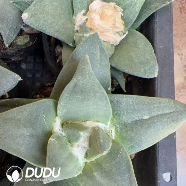 10000D80.jpg (Seed Grown)Ariocarpus retusus var. major - Image 1