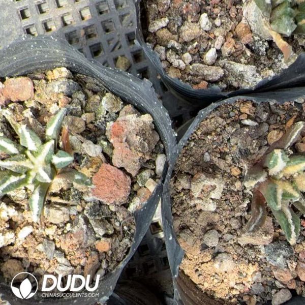 10002D20.jpg (Seed Grown)Ariocarpus kotschoubeyanus - Image 1