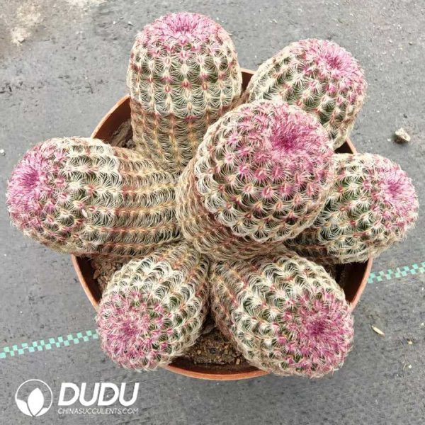 10003D110 Echinocereus Rigidissimus rubispinus 5+ heads Clustering - Image 1