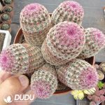 Echinocereus Rigidissimus rubispinus 5+ heads Clustering - Image 2