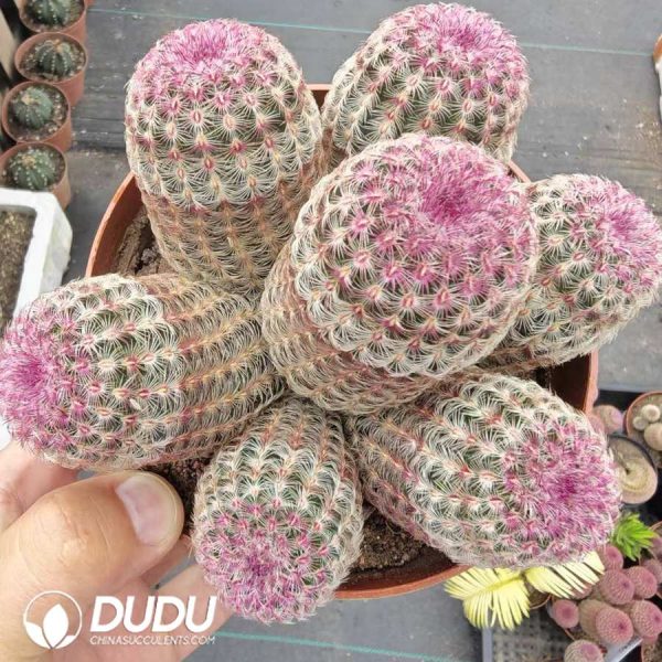 Echinocereus Rigidissimus rubispinus 5+ heads Clustering - Image 2
