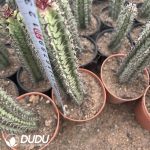 (Rooted Cutting)Euphorbia horrida - Image 2