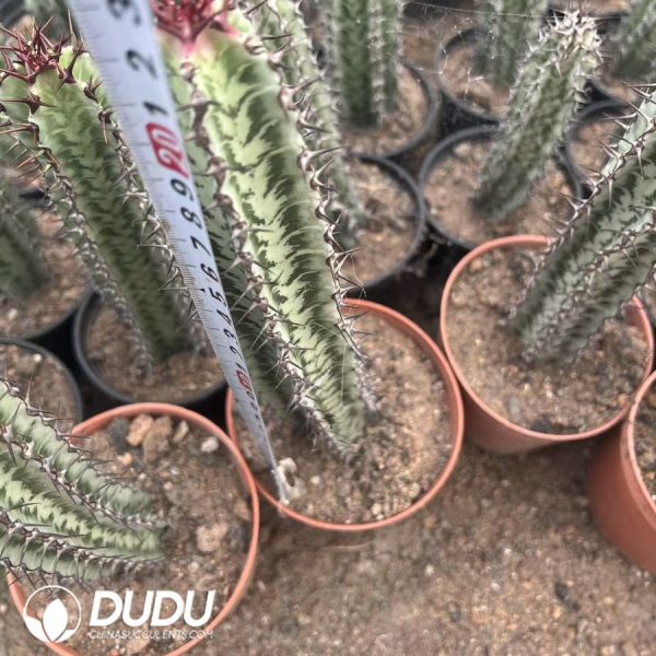 (Rooted Cutting)Euphorbia horrida - Image 2