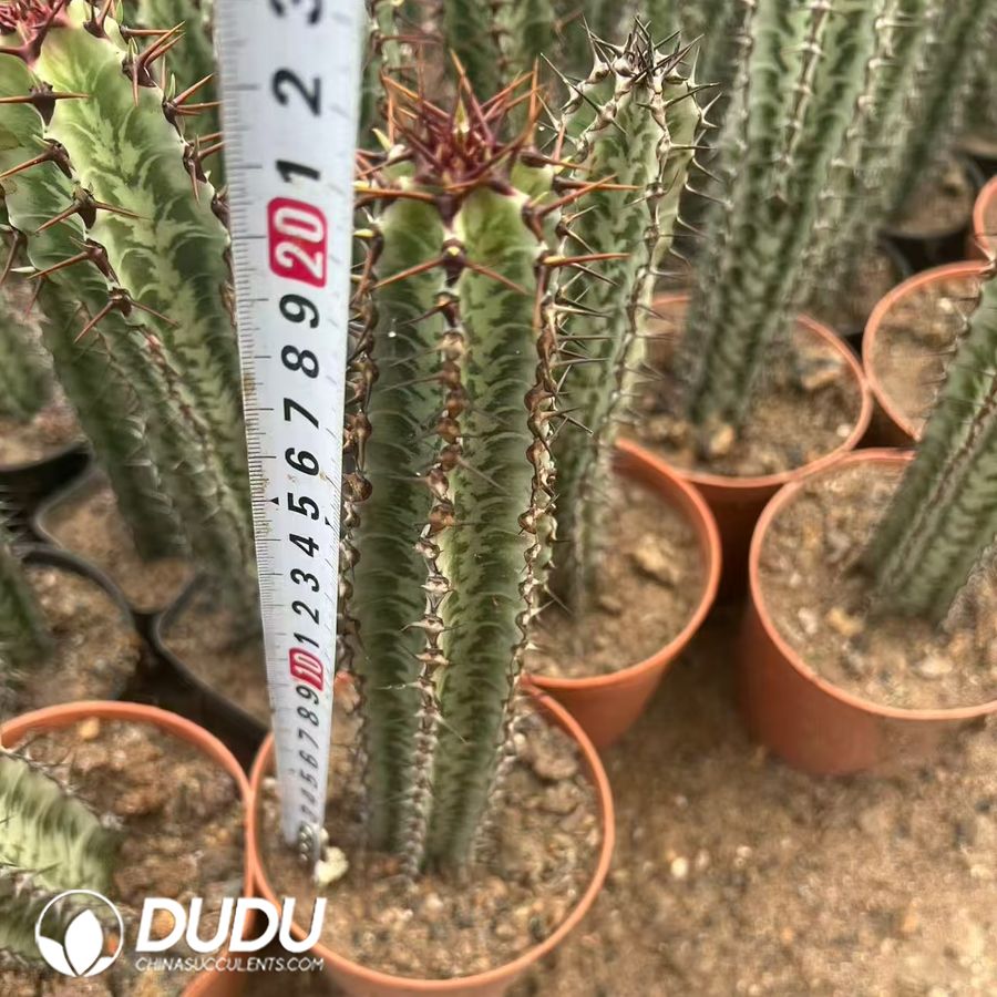 10004D200.jpg (Rooted Cutting)Euphorbia horrida - Image 1