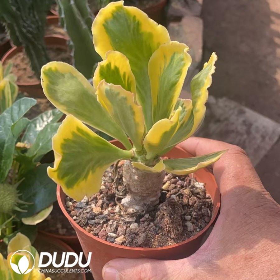 10005D60.jpg (Rooted Cutting)Euphorbia Poissonii Variegata - Image 1