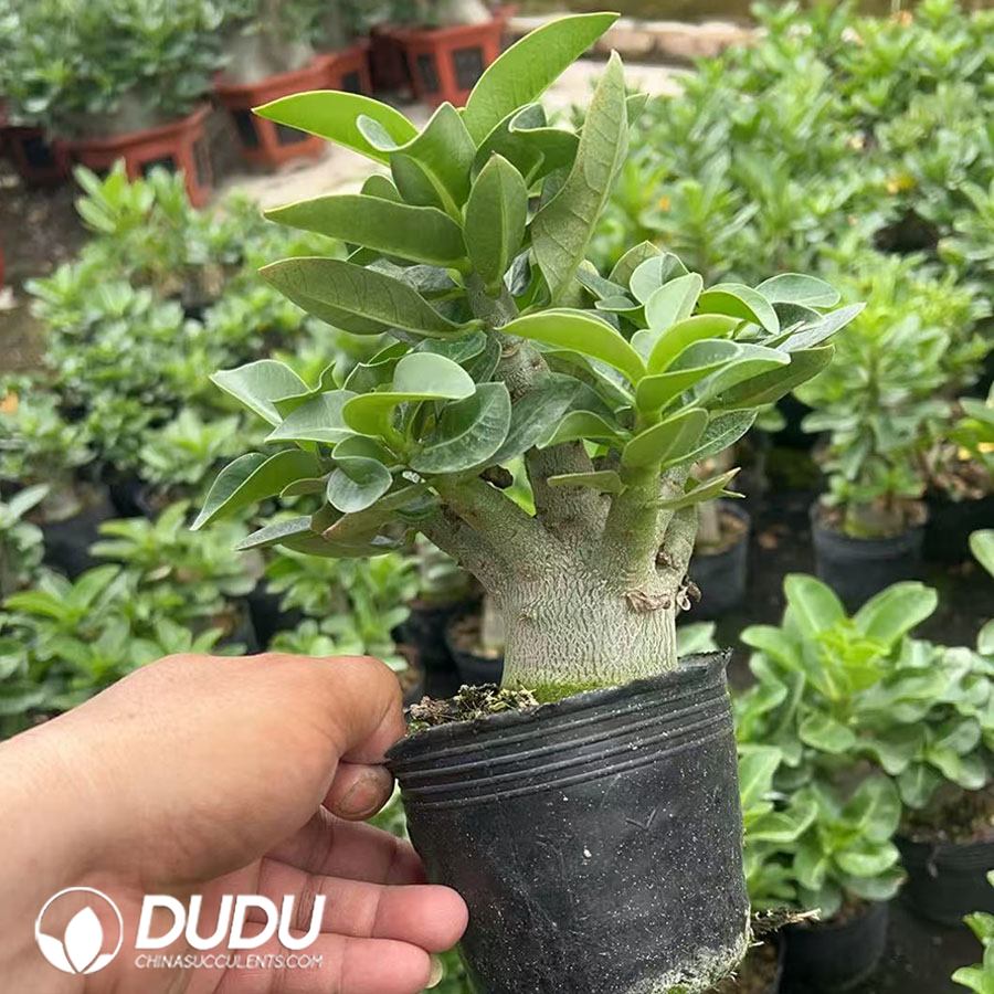 10006D150.jpg Adenium arabicum 'Godji' - Image 1