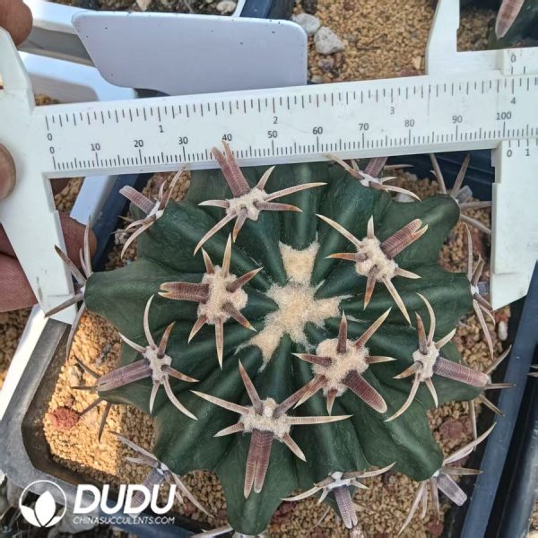 10007D90.jpg Echinocactus texensis Ware toge ayanami - Image 1