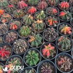 Gymnocalycium stenopleurum Variegated - Image 2