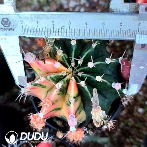 10009D60.jpg Gymnocalycium stenopleurum Variegated - Image 1