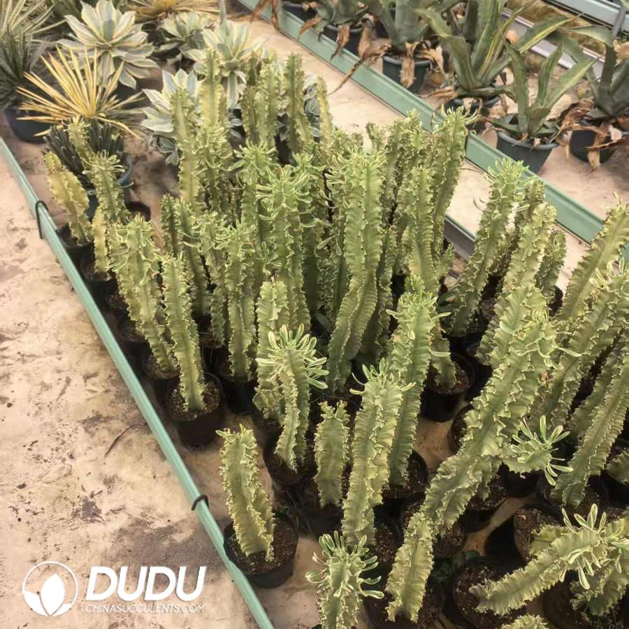 10010D400.jpg Euphorbia ammak Variegated - Image 1