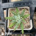 Aloe Erinacea