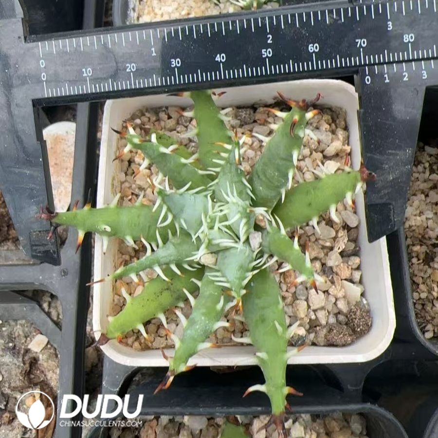 10011D60.jpg Aloe Erinacea - Image 1