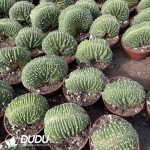 Echinopsis eyriesii Cristata - Image 2