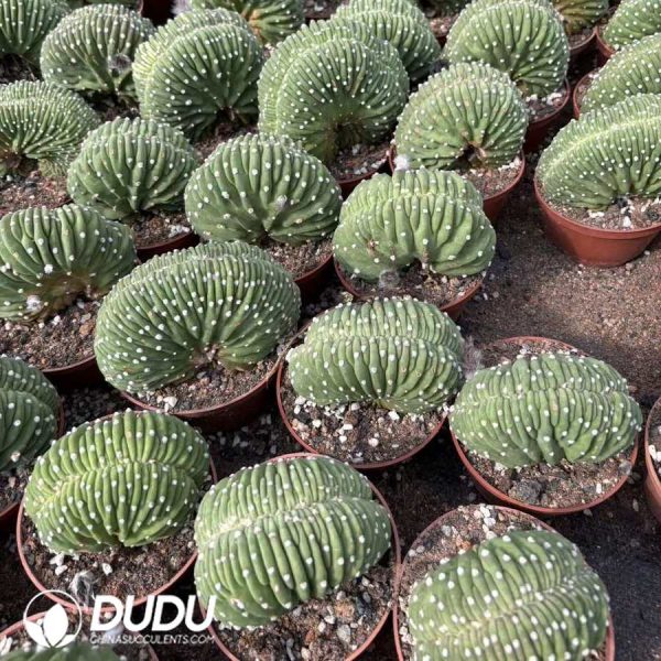 Echinopsis eyriesii Cristata - Image 2