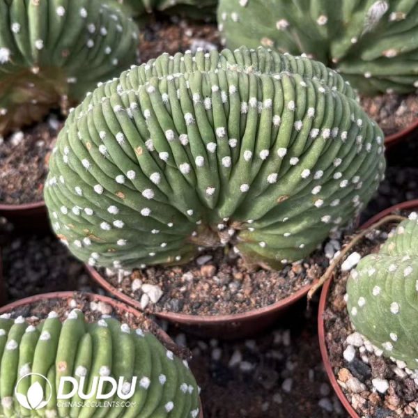 10013D120.jpg Echinopsis eyriesii Cristata - Image 1