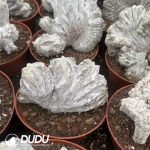 Astrophytum myriostigma 'Onzuka' Cristata