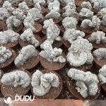 Astrophytum myriostigma 'Onzuka' Cristata - Image 2