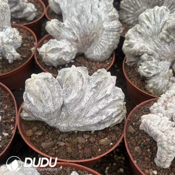 10014D120.jpg Astrophytum myriostigma 'Onzuka' Cristata - Image 1
