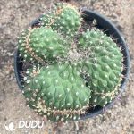 Gymnocalycium saglionis Cristata