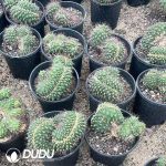 Gymnocalycium saglionis Cristata - Image 2