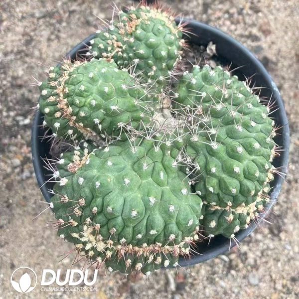 10015D100.jpg Gymnocalycium saglionis Cristata - Image 1