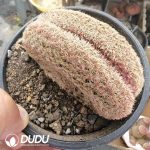 Echinocereus Rigidissimus rubispinus Cristata