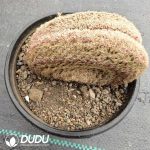 Echinocereus Rigidissimus rubispinus Cristata - Image 2