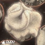 （Rooted Cutting)Mammillaria Perezdelarosae