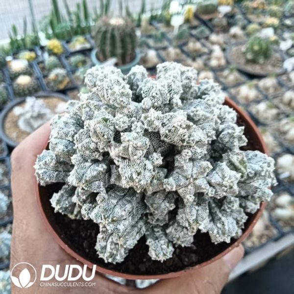 10019D60.jpg Astrophytum myriostigma var. columnare clustering - Image 1