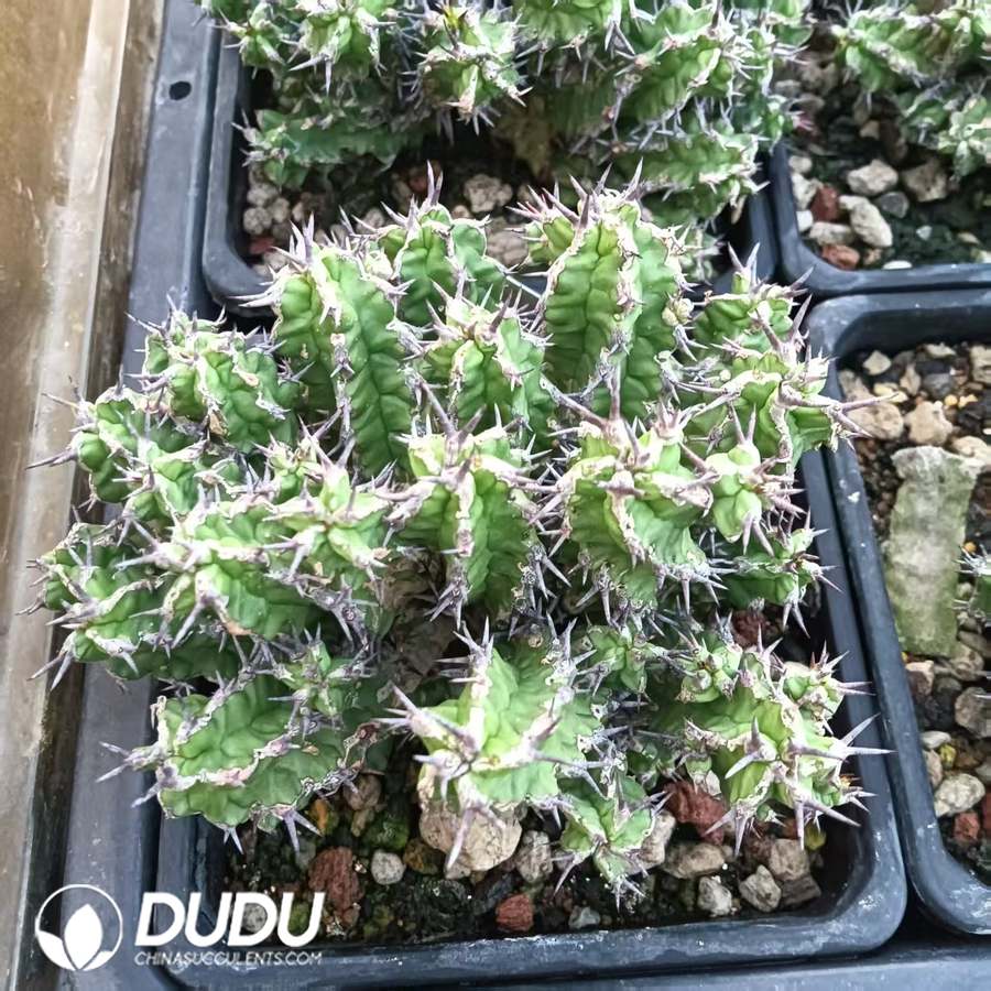 10020D80.jpg Euphorbia thelephora - Image 1