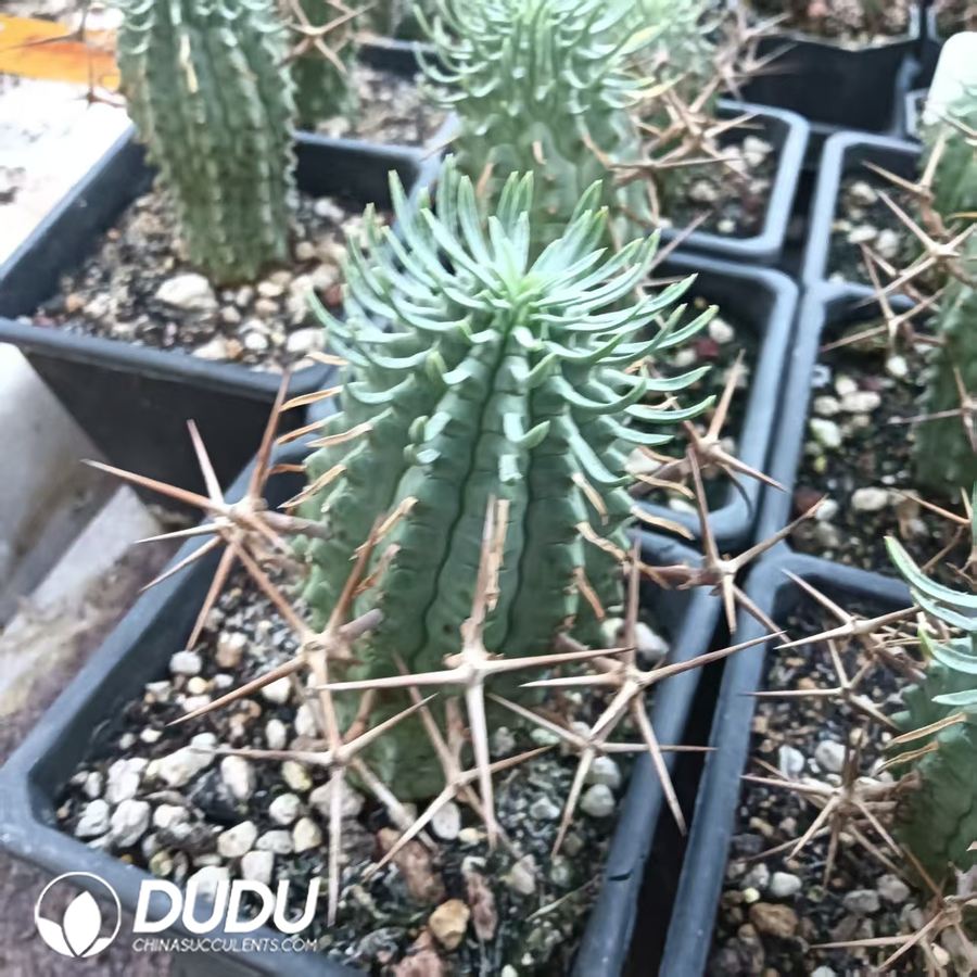 10021D40.jpg Euphorbia stellispina - Image 1