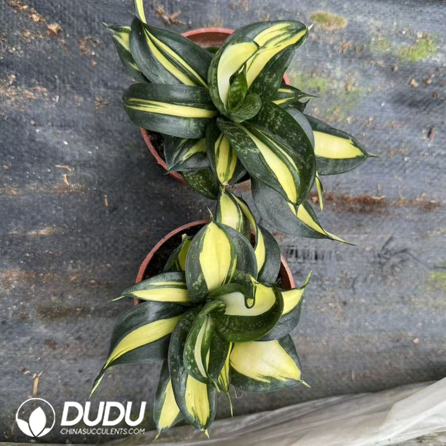 10022D90.jpg Sansevieria trifasciata 'Twist' - Image 1