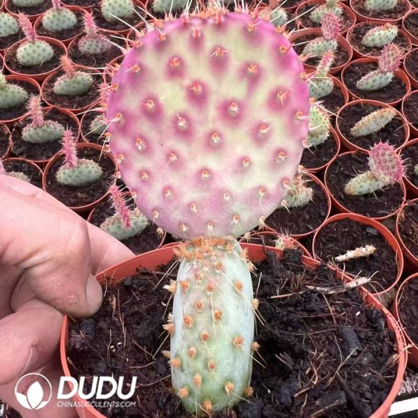 10028D90.jpg Opuntia santa-rita - Image 1