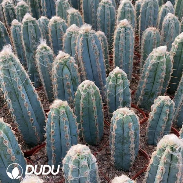 Pilosocereus pachycladus - Image 1