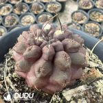 Eriosyce chilensis