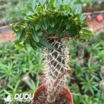 Pachypodium lamerei cristata