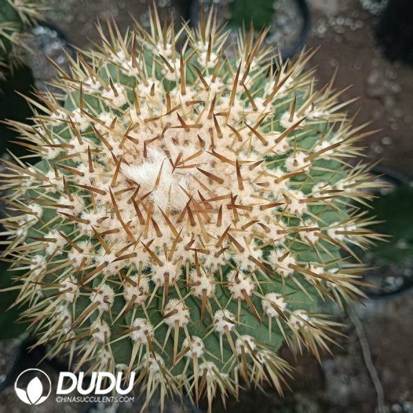 10032D60.jpg (Grafted)Copiapoa haseltoniana - Image 1