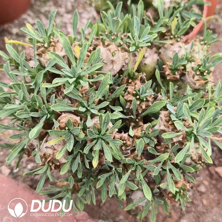 10034D150.jpg Euphorbia Cocklebur - Image 1