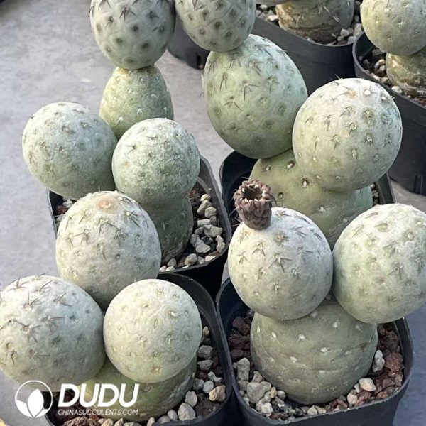 10039D70.jpg Tephrocactus Geometricus Clustering - Image 1