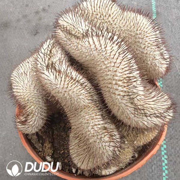 10040D100.jpg Mammillaria perezdelarosae subsp. andersoniana f. cristata - Image 1
