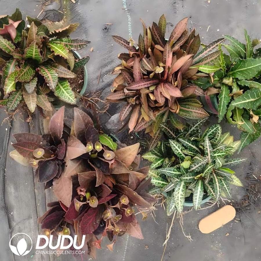 10041D70 Euphorbia francoisii - Image 1