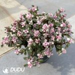 (Scattered) 20pcs Portulacaria afra f. variegata