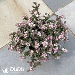 (Scattered) 20pcs Portulacaria afra f. variegata - Image 2