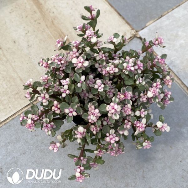 (Scattered) 20pcs Portulacaria afra f. variegata - Image 2