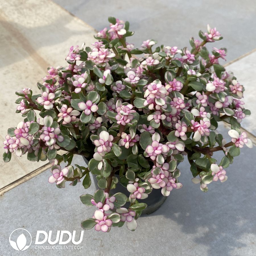 10042D110.jpg (Scattered) 20pcs Portulacaria afra f. variegata - Image 1
