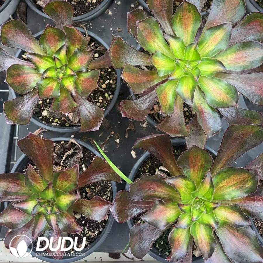 00474D130.jpg Aeonium Phantom Medial Variegated - Image 1