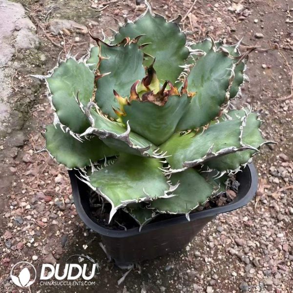 Agave bovicornuta - Image 1