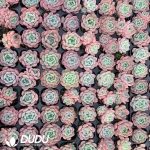 105Pcs Echeveria Wansha Seedlings